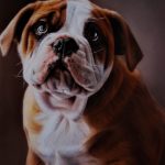 pet portrait painting sussex - dog