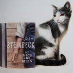 pet portrait of a cat